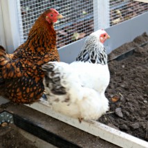 Der Stall Kathedraal XXL kann genützt werden für beide Hühner und Kaninchen