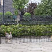 kippenren konijnenren louis kippenren konijnenren louis