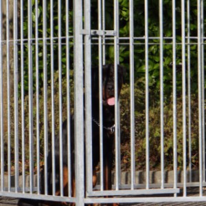 Der Hundezwinger FLINQ hat ein Gitterabstand von 8cm