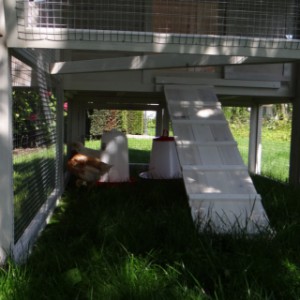 Eben gucken im Auslauf von Meerschweinchenstall Kathedraal Large