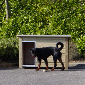 Hundehütte Wolf mit Rottweiler