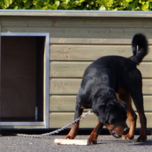 Grosse Hundehütte Wolf