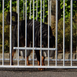 Das doppelte Futterset ist höhenverstellbar