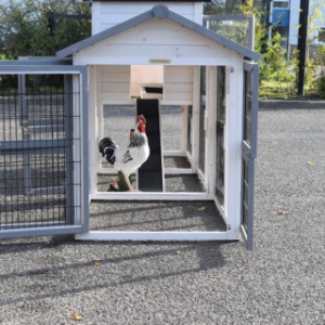 Eben gucken im Auslauf von Hühnerstall Prestige Medium