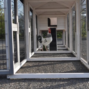 Eben gucken im Auslauf von Hühnerstall Prestige Medium