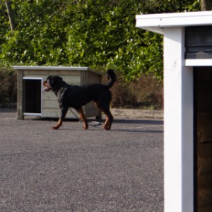 Hundehütte mit Flachdach