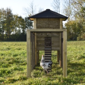 Eben gucken im Auslauf von Heuhaufen Rosanne