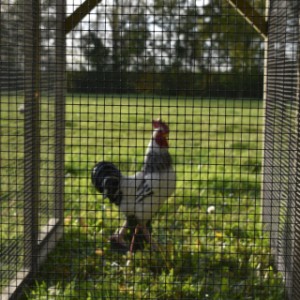 Der Auslauf ist ausgestattet mit schwarzes Gitter