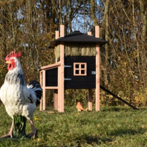 Der Hühnerstall Rosalynn ist geeignet für 3 bis 5 Hühner