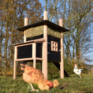 Der Stall Rosalynn ist ein Erwerb für Ihre Garten