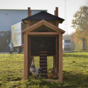 Eben gucken im Auslauf von Heuhaufen Rosalynn