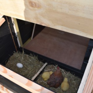 Das Legenest ist ausgestattet mit ein Klappdach, so dass Sie einfach die Eier sammeln können