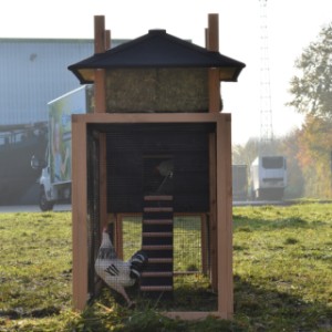 Eben gucken im Auslauf von Hühnerstall Rosalynn