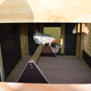 Der Hühnerstall Rosalynn ist ausgestattet mit ein groß Schlafraum