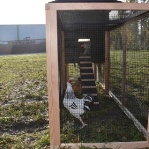 Der Auslauf von Hühnerstall Rosalynn ist ausgestattet mit schwarzes Gitter