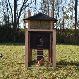 Eben gucken im Auslauf von Hühnerstall Rosalynn