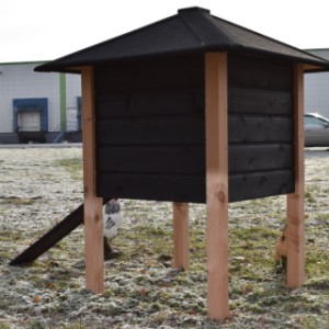 Das Dach von Hühnerstall Rosy ist ausgestattet mit schwarze Dachpappe