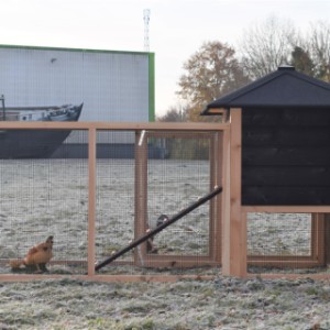 Eben gucken an der Rückseite von Hühnerstall Rosy