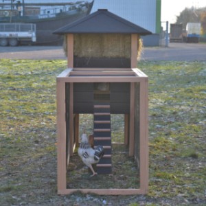 Eben gucken im Auslauf von Hühnerstall Rosanne