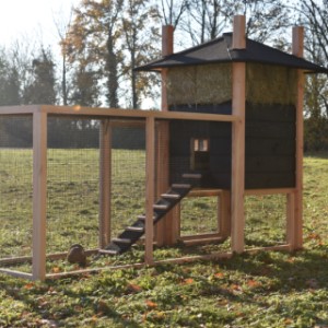 Eben gucken an der Rückseite von Kaninchenstall Rosalynn