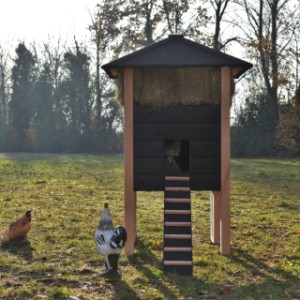 Der Hühnerstall Rosanne ist ausgestattet mit ein lange Leiter