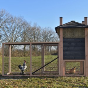 Eben gucken an der Rückseite von Hühnerstall Rosa