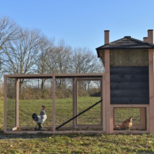 Eben gucken an der Rückseite von Hühnerstall Rosa