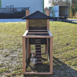 Eben gucken im Auslauf von Hühnerstall Rosa