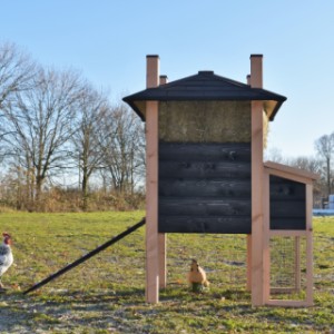 Eben gucken an der Rückseite von Hühnerstall Rosa