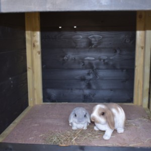 Der Kaninchenstall Rosanne ist ausgestatttet mit ein groß Schlafraum