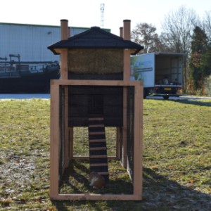 Eben gucken im Auslauf von Kaninchenstall Rosa