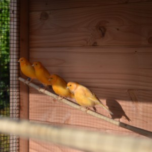 Voliere Flex 3+.1+ hat ein Vogelbaum