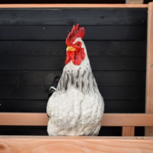 Hühnerstall Eggy - Jeden Abend ein gemütlicher Ort, an dem sich Ihre Hühner ausruhen und träumen können.