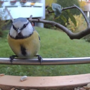 Eine neugierige Blaumeise am Sanilu Vogelfutterhaus – Natur ganz nah!