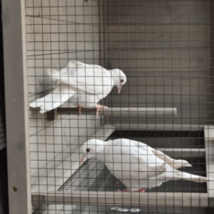 Die Vögel fühlen sich in der Wandvoliere Matty Large ganz wie zu Hause