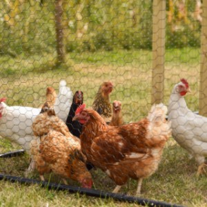 Die Hühner genießen das Scharren im großzügigen Auslauf in vollen Zügen.