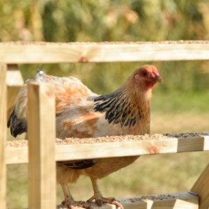 Siehst du das Huhn auf der Hühner Treppe genießen?