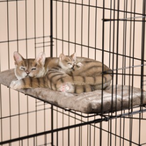 Auf den weichen Liegeplattformen des Katzenkäfigs Level können Ihre Katzen wunderbar entspannen!