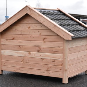 Werfen Sie einen Blick auf die Rückseite der isolierten Hundehütte Turbo.