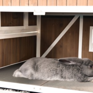 Großzügiger Schlafbereich, geeignet zum Beispiel für Belgische Riesen