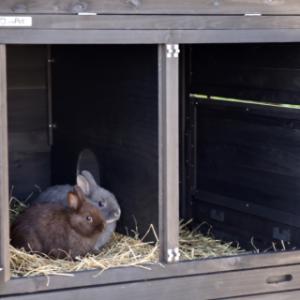 Im Schlafhaus des Prestige Large können sich die Kaninchen wunderbar ausruhen