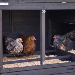 Der Schlafraum von der Hühnerstall Prestige Large ist ausgestattet mit 2 Sitzstange