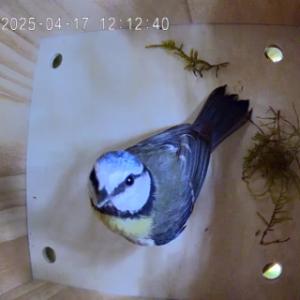 Die Kamera im Sanilu Vogelnistkasten ermöglicht es, die Vögel im Blick zu behalten