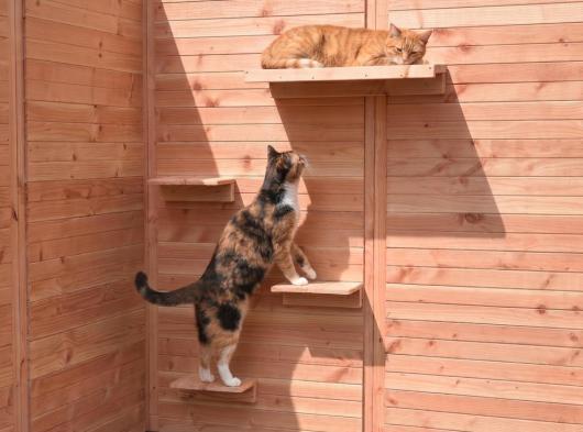 Katzen-Kletterbretter und Liegeplattform aus Douglasienholz