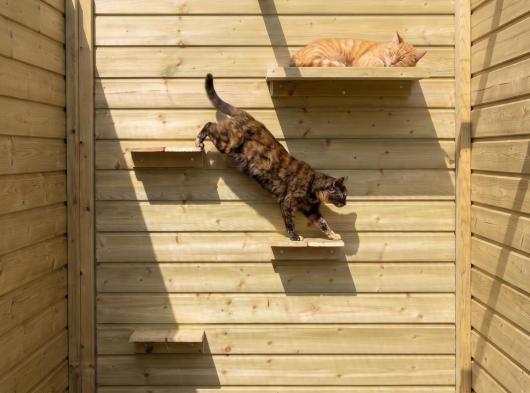 Katzen-Kletterbretter und Liegeplattform aus imprägniertem Fichtenholz