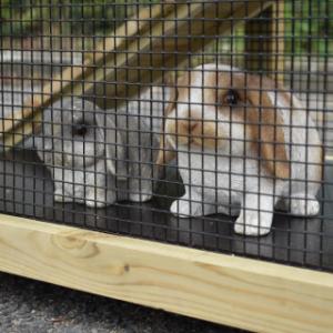 Kaninchen im Stall