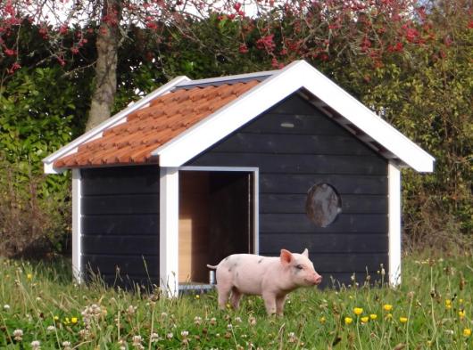 Schweinestall Binq