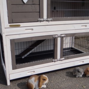 Der Kaninchenstall Adrian ist ausgestattet mit 2 Kunststoff Schubladen
