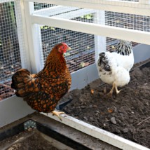 Der größe Stall Kathedraal XXL kann genützt werden für beide Hühner und Kaninchen