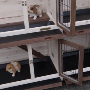Meerschweinchenstall Annely bietet der Möglichkeit um 2 Tiere nebeneinander zu halten